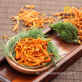 ISO22000 Здоровый замороженный Cordyceps Flower-200g